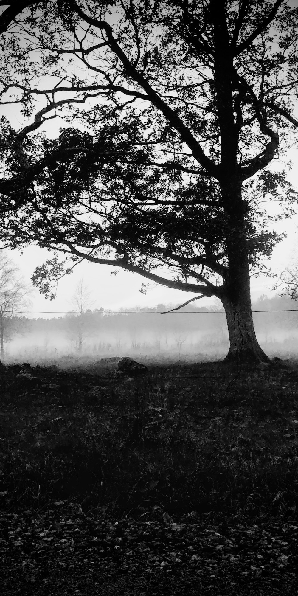 silhouette of tree