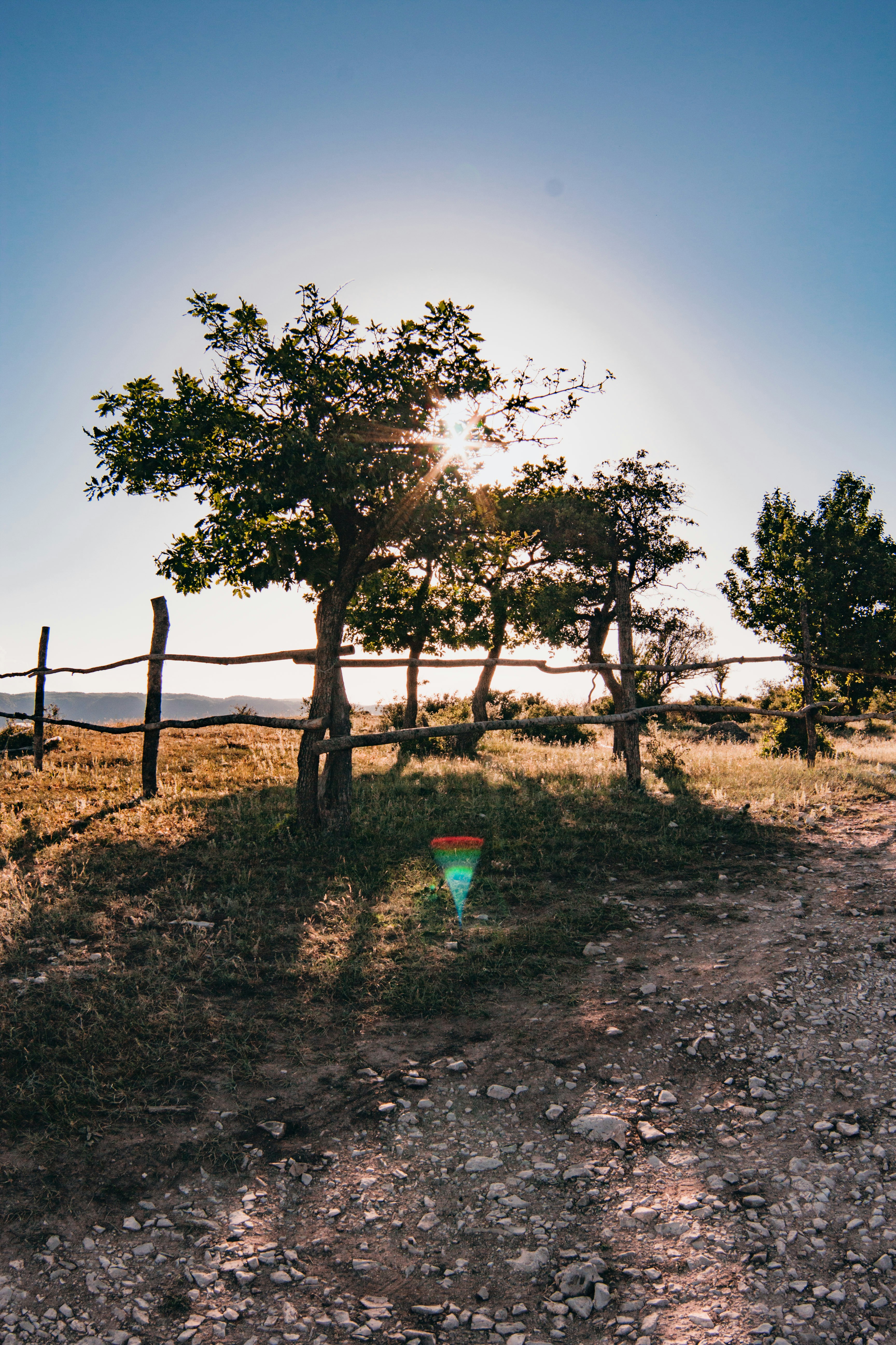 green-leafed tree