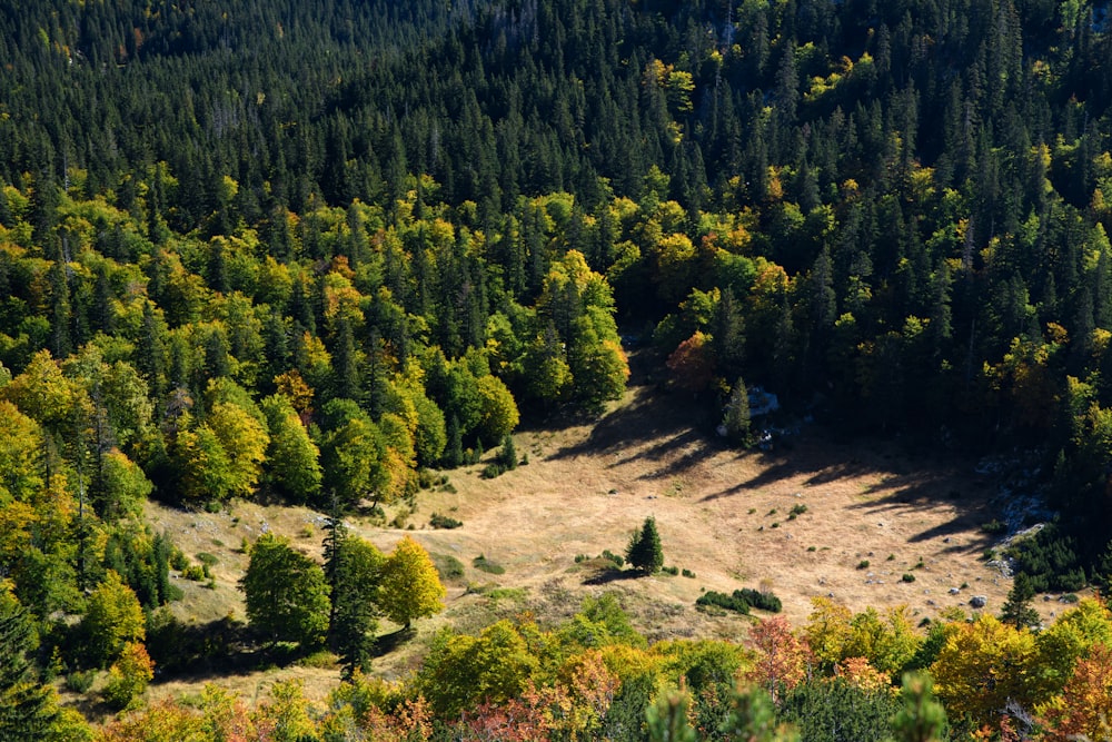 aerial view of trees