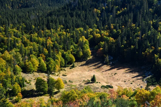 aerial view of trees in Durmitor Montenegro