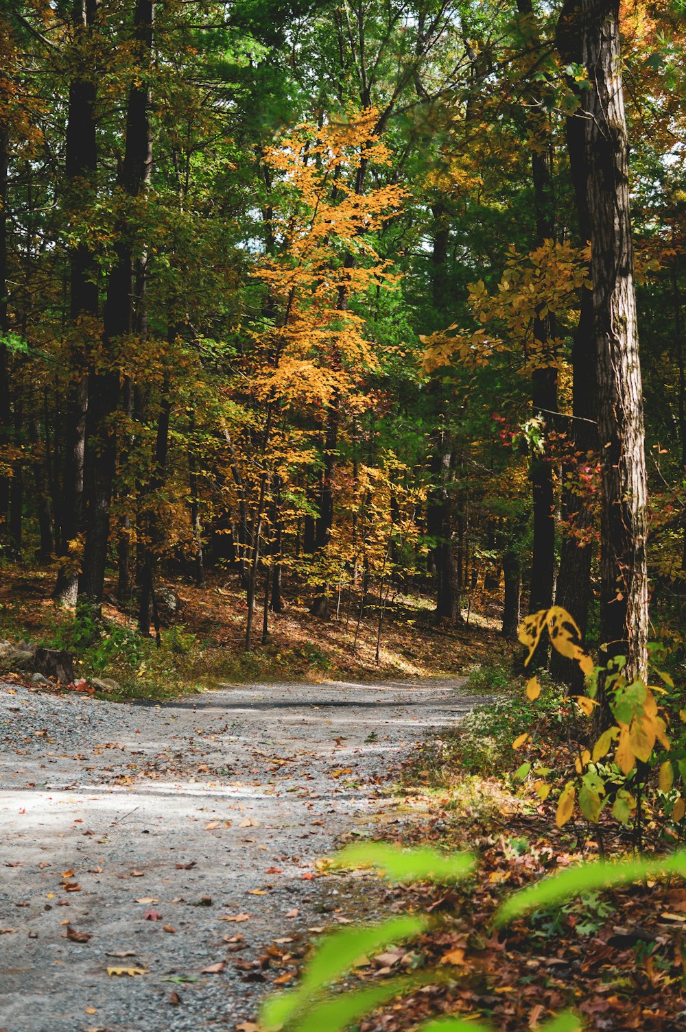 brown pathway and forest scenery