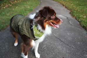 A happy puppy dressed in a vibrant artisan jacket playing on green grass