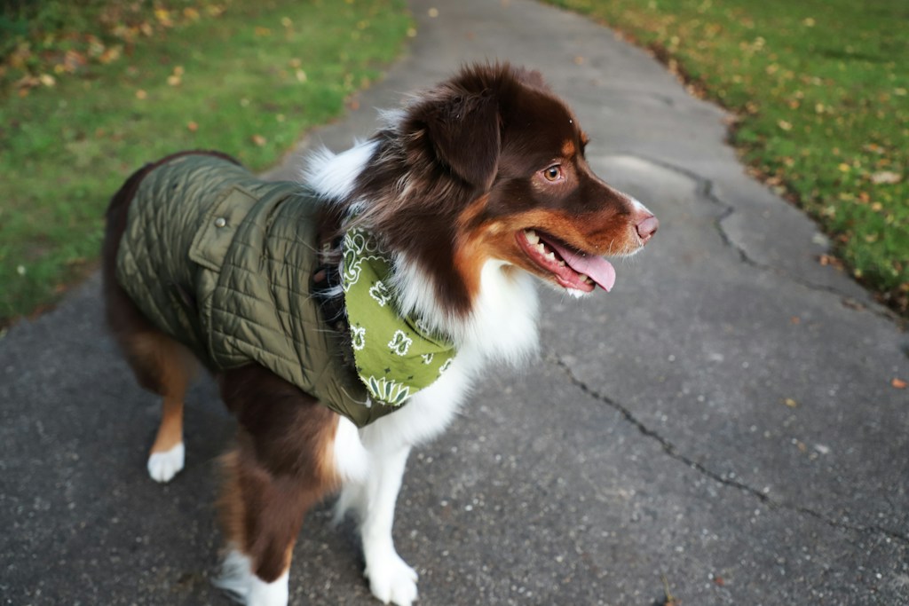Comfort Walk Harness