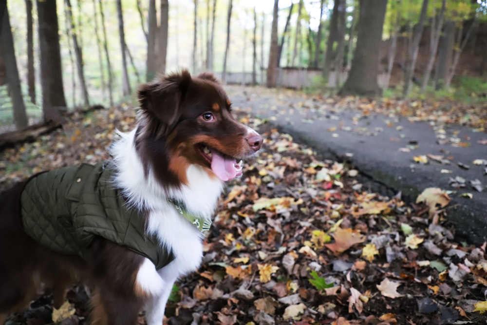 dog wearing green coat