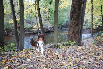 A dog wearing a green vest stands in a forested area near a stream. The ground is covered with autumn leaves, and several tall trees surround the area. The water flows gently in the background, reflecting the lush greenery of the trees.