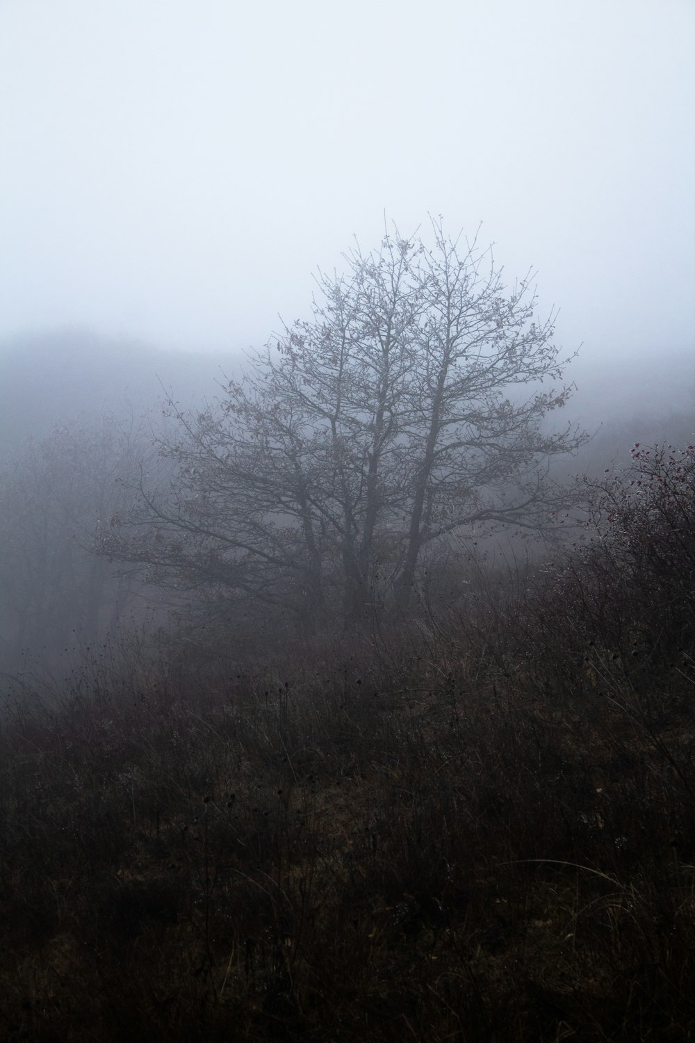 bare tree during daytime