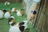 A group of guinea pigs are gathered on a grassy surface, with a person’s hand extended towards them offering a small piece of food. The guinea pigs have a variety of brown, black, and white fur patterns. A wooden fence lines one side of the area, and the person is wearing a smartwatch on their wrist.