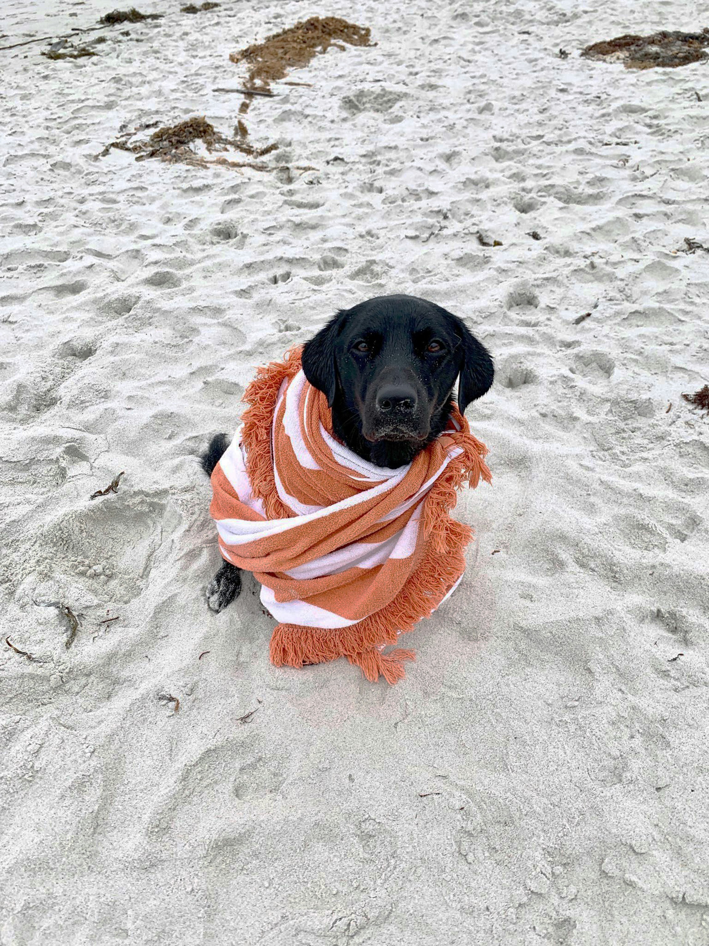 schwarzer Hund sitzt auf weißem Sand
