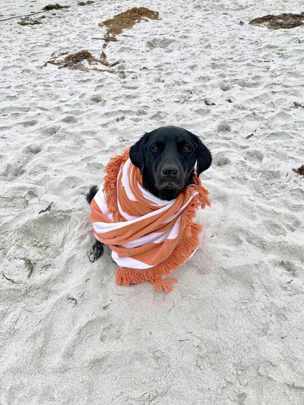 black dog sitting on white sand