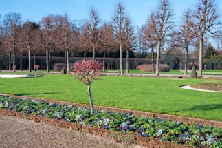 A well-manicured garden with green lawns, bordered flower beds, and neatly arranged trees. The trees are leafless, indicating a winter season, with a blue sky overhead. The central focus is a small decorative tree with red branches surrounded by colorful flowers.