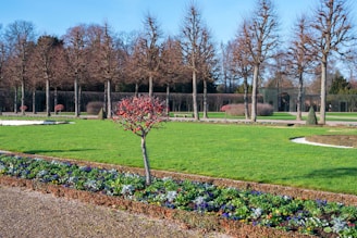 A well-manicured garden with green lawns, bordered flower beds, and neatly arranged trees. The trees are leafless, indicating a winter season, with a blue sky overhead. The central focus is a small decorative tree with red branches surrounded by colorful flowers.