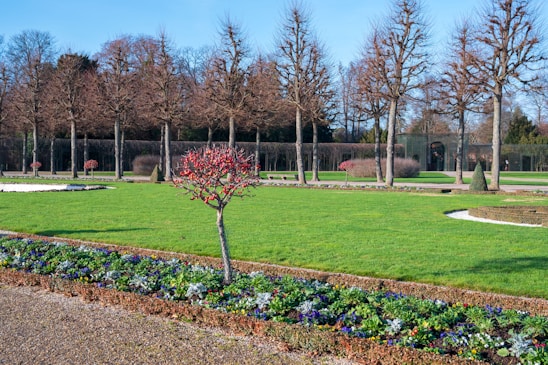 A well-manicured garden with green lawns, bordered flower beds, and neatly arranged trees. The trees are leafless, indicating a winter season, with a blue sky overhead. The central focus is a small decorative tree with red branches surrounded by colorful flowers.
