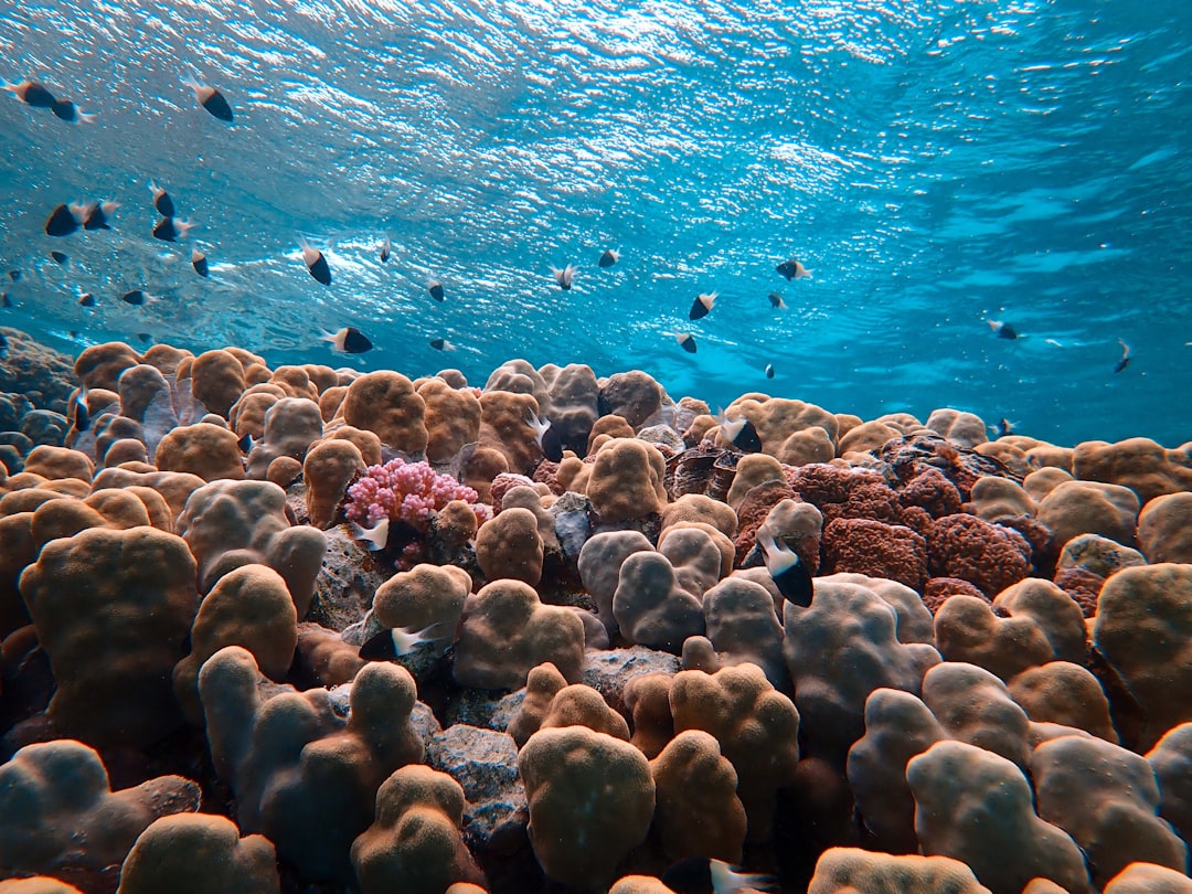 corals under the sea