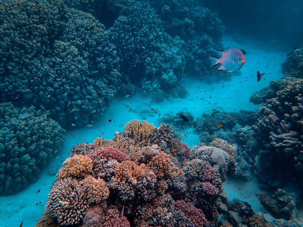 colorful corals under the sea