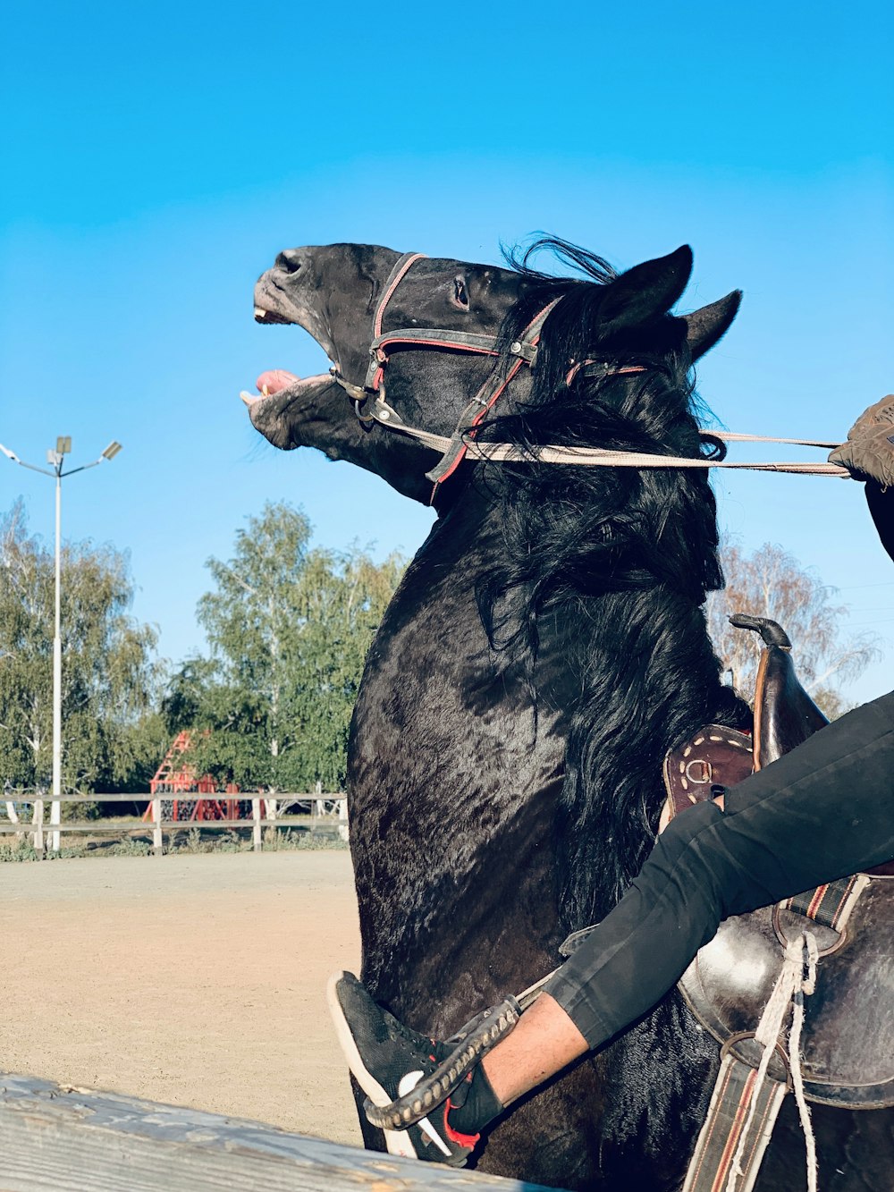 photo of person riding black coated horse