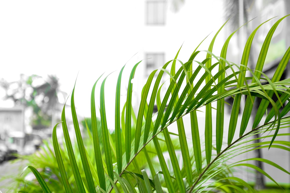 plante à feuilles vertes