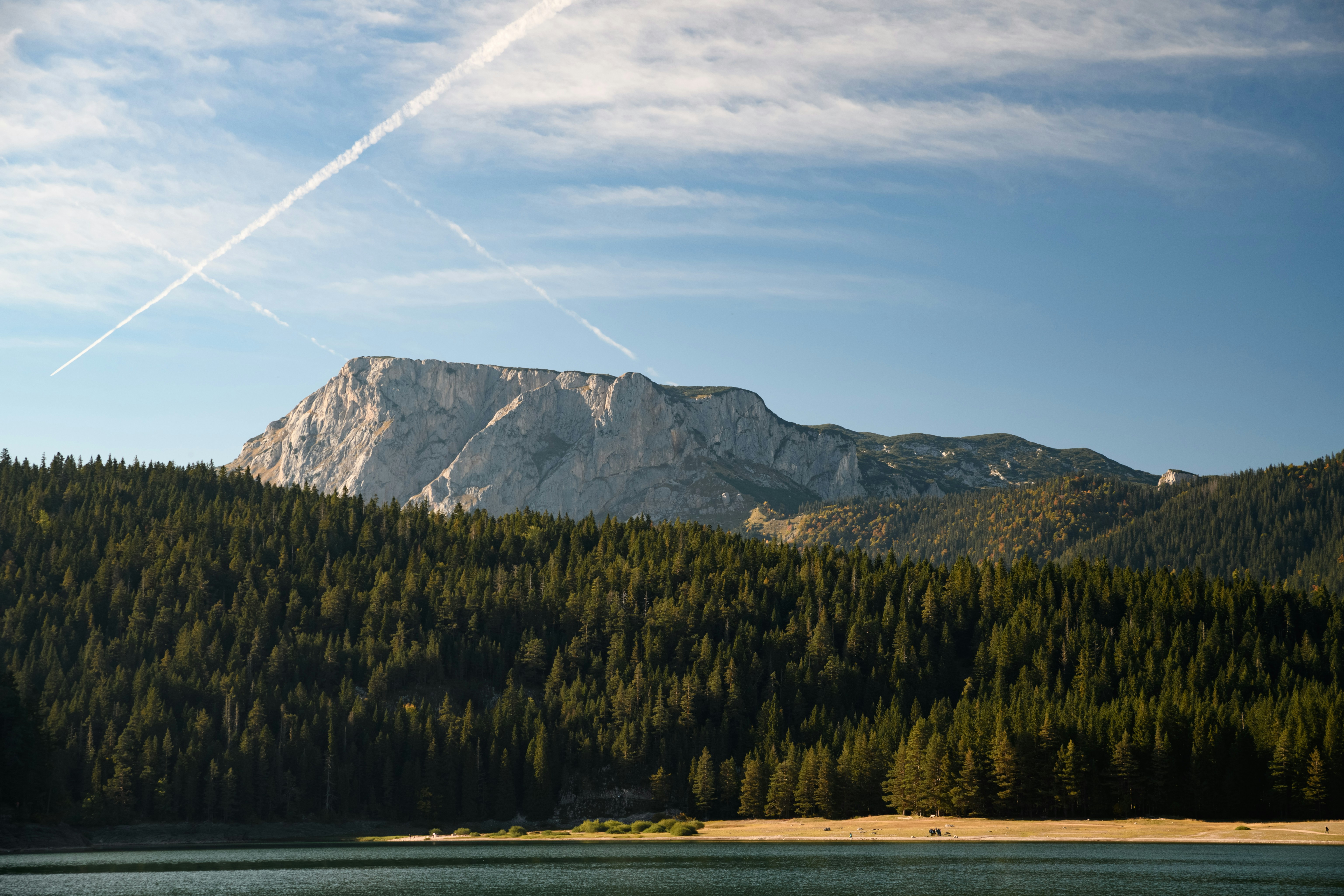 green pine trees and mountain scenery