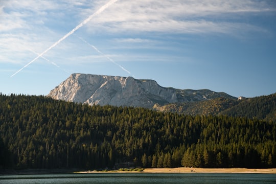 green pine trees and mountain scenery in Durmitor mendigunea Montenegro