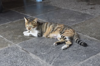 A tabby cat with green eyes is lying on a stone tiled floor. The cat has a mix of gray, brown, and orange fur with a distinct black-striped pattern. The floor is composed of large, textured tiles with a slightly worn appearance.