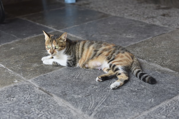 A tabby cat with green eyes is lying on a stone tiled floor. The cat has a mix of gray, brown, and orange fur with a distinct black-striped pattern. The floor is composed of large, textured tiles with a slightly worn appearance.