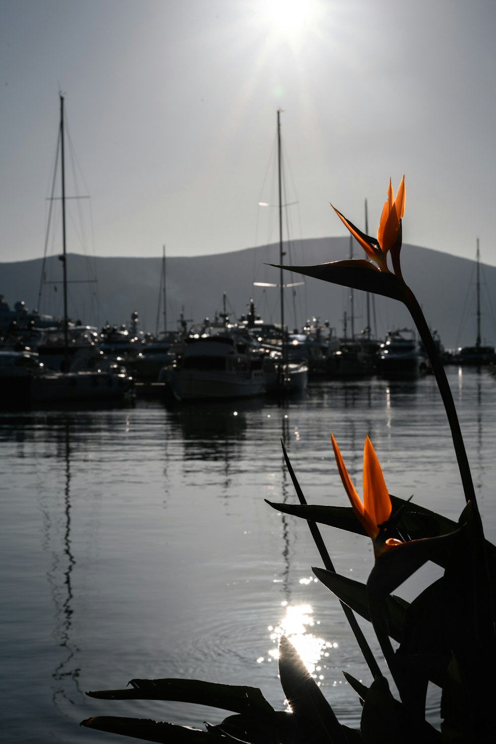 two yellow bird's paradise flowers