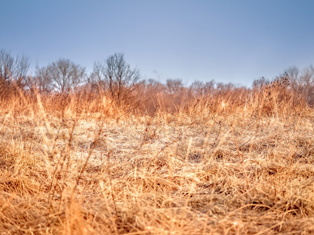 brown grass field scnery