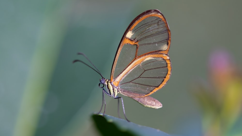 brown and clear butterfly