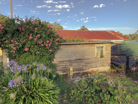 A rustic wooden shed with a weathered red corrugated metal roof is surrounded by lush greenery and vibrant flowers. Pink and purple blossoms thrive near the building, while a water tank is partially visible on the right. The sky above is clear with scattered clouds, and the scene has a serene, rural ambiance.