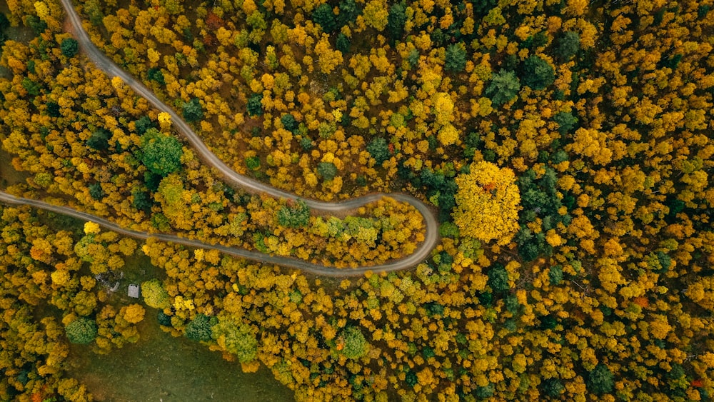 foto aerea di alberi