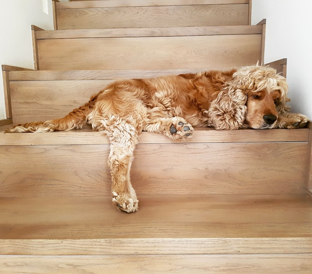 茶色の木製の階段に横たわるロングコートの茶色の犬
