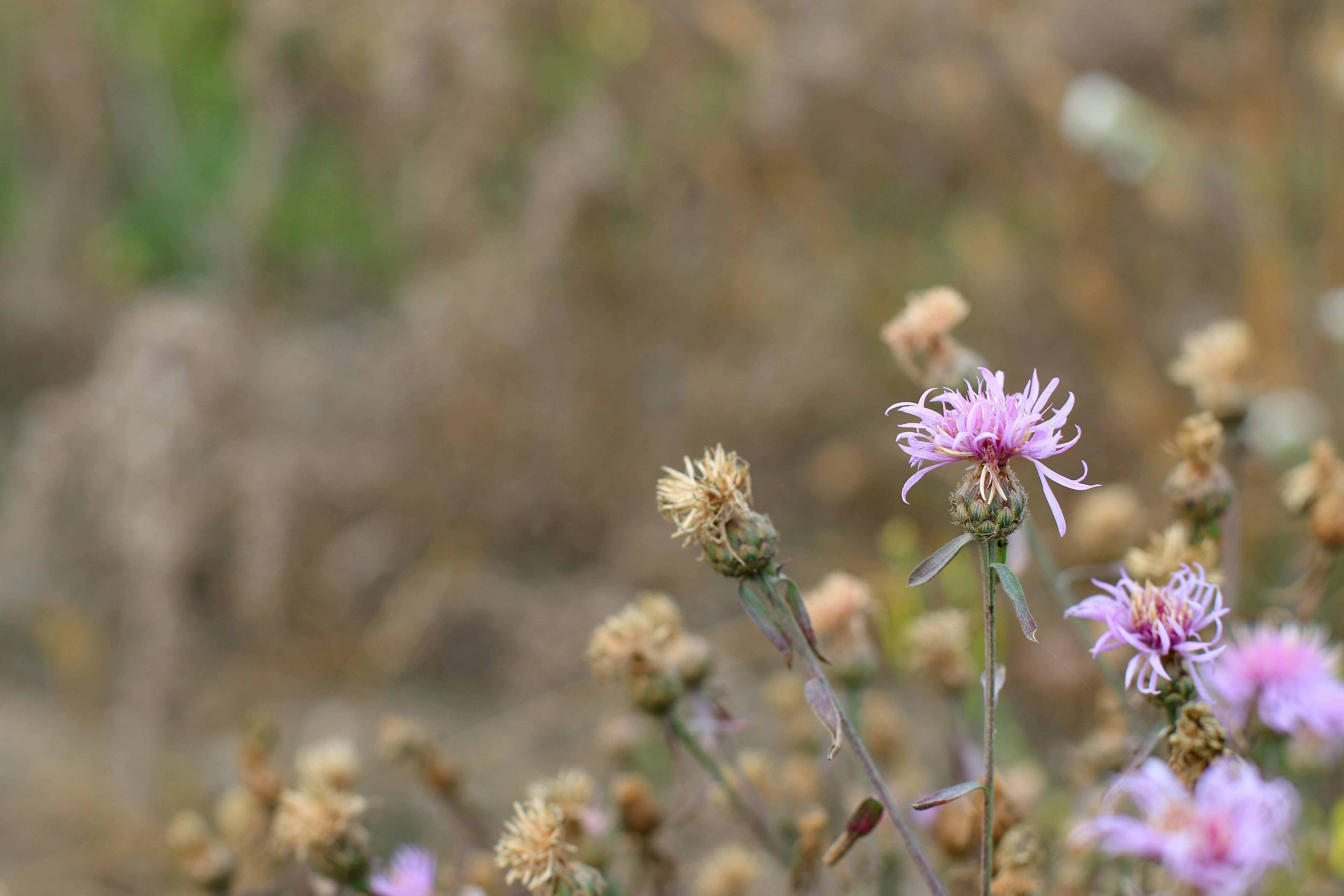 Photo by adrianna_terlikowska