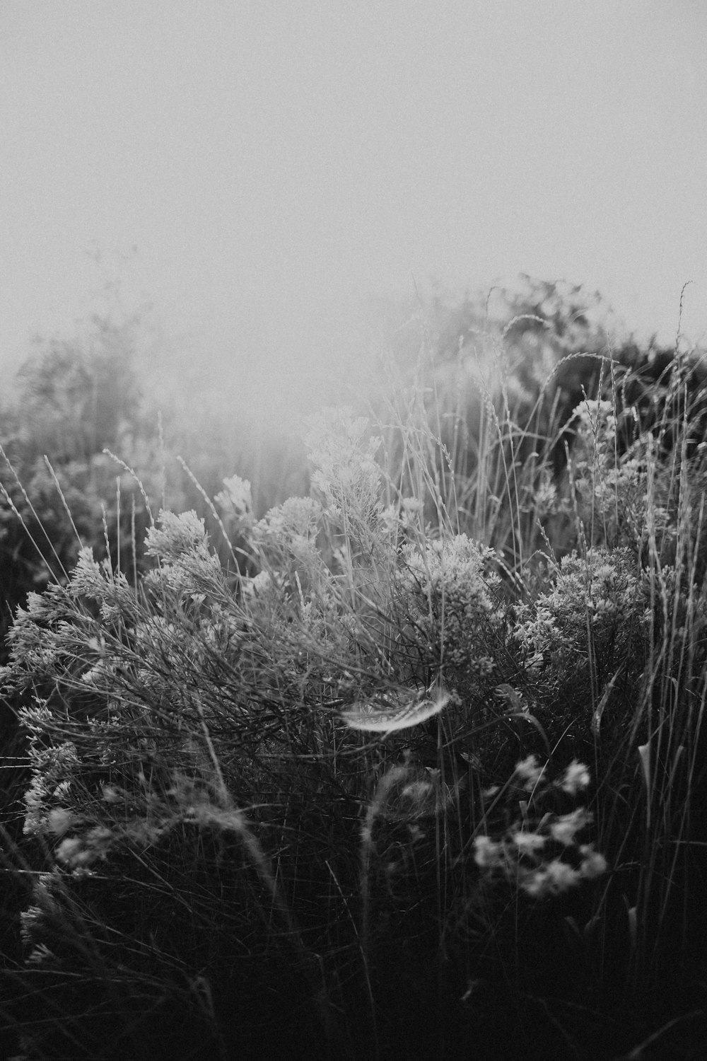 white petaled flowers