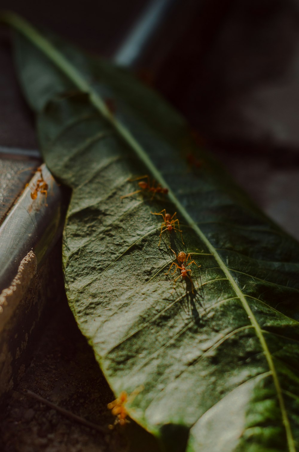 brown ants on green leaf