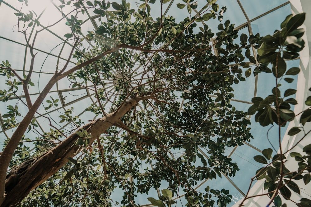 green-leafed tree during daytime