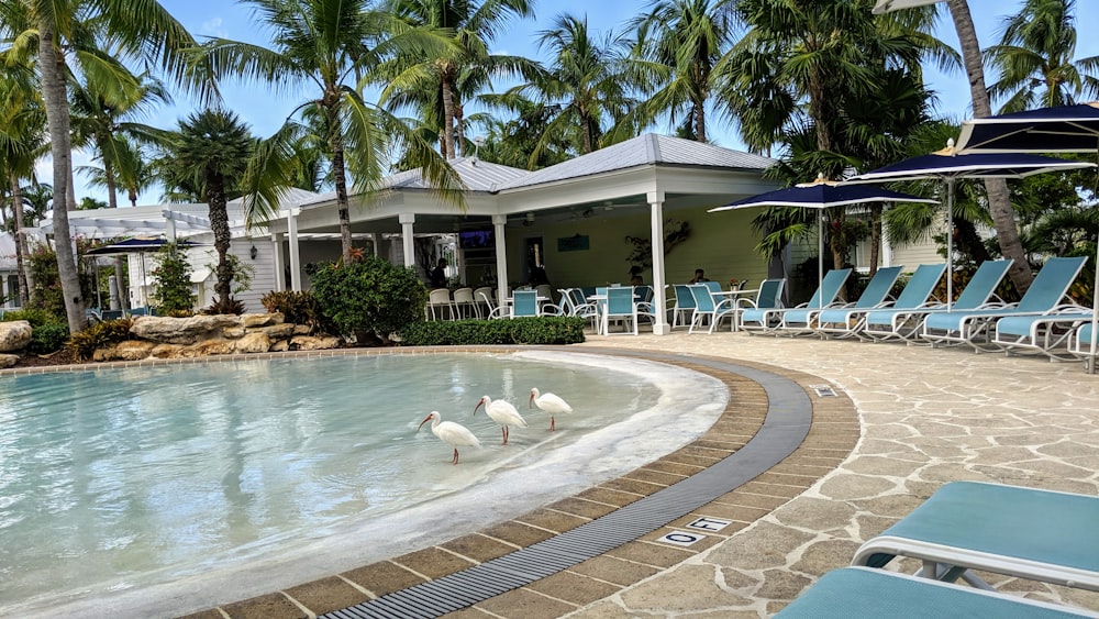 swimming pool at daytime