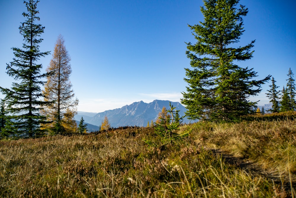 green-leafed trees and grass during daytime