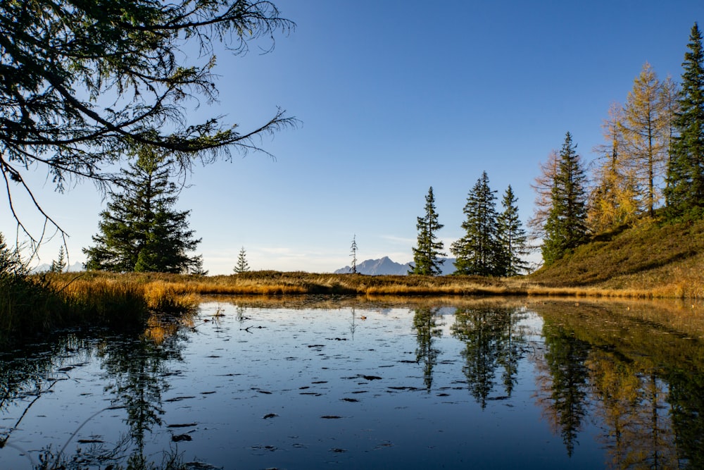 forest trees photograph