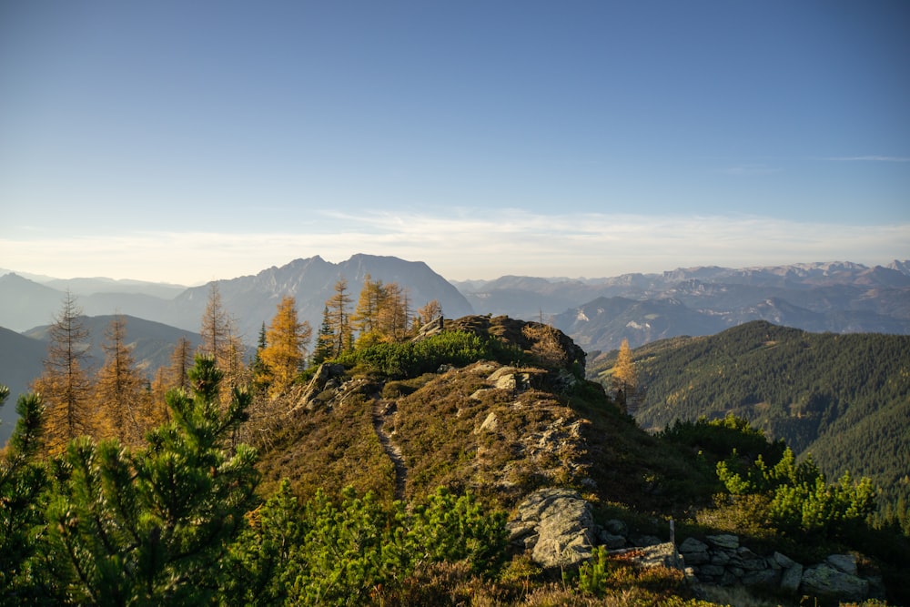 forest trees photograph