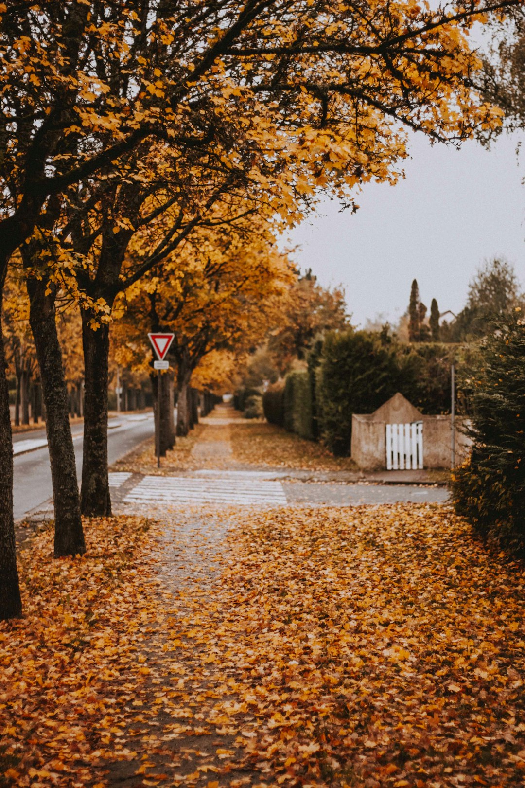 dried leaves on street