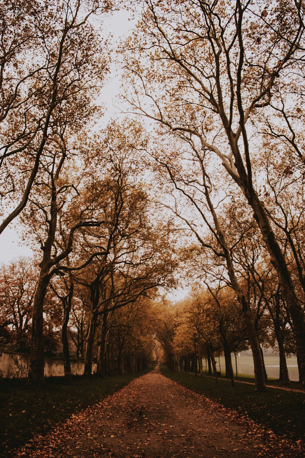 brown leafed trees and pathway