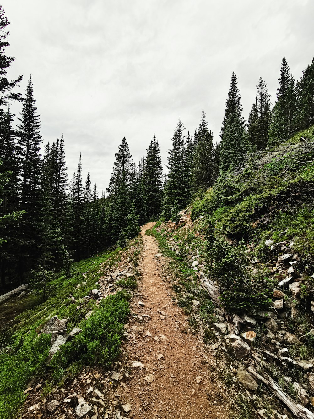 forest trees photography