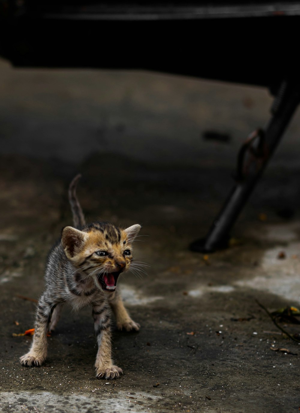 black and brown tabby kitten