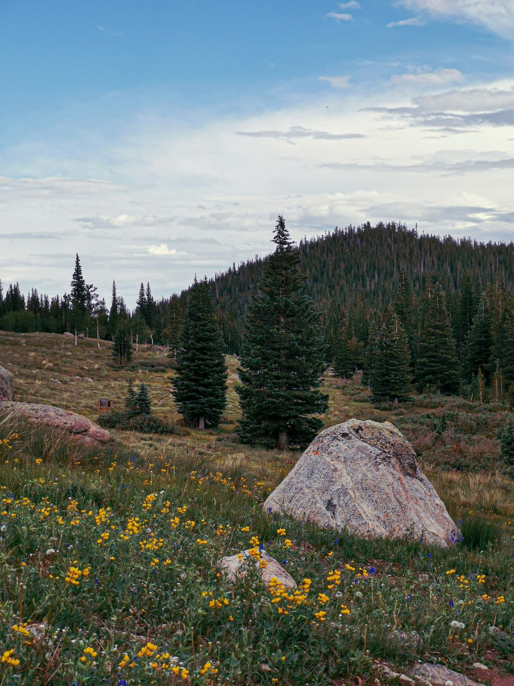 yellow-petaled flowers beside rocks and trees