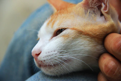 A gentle cat curled up peacefully on a volunteer's lap.