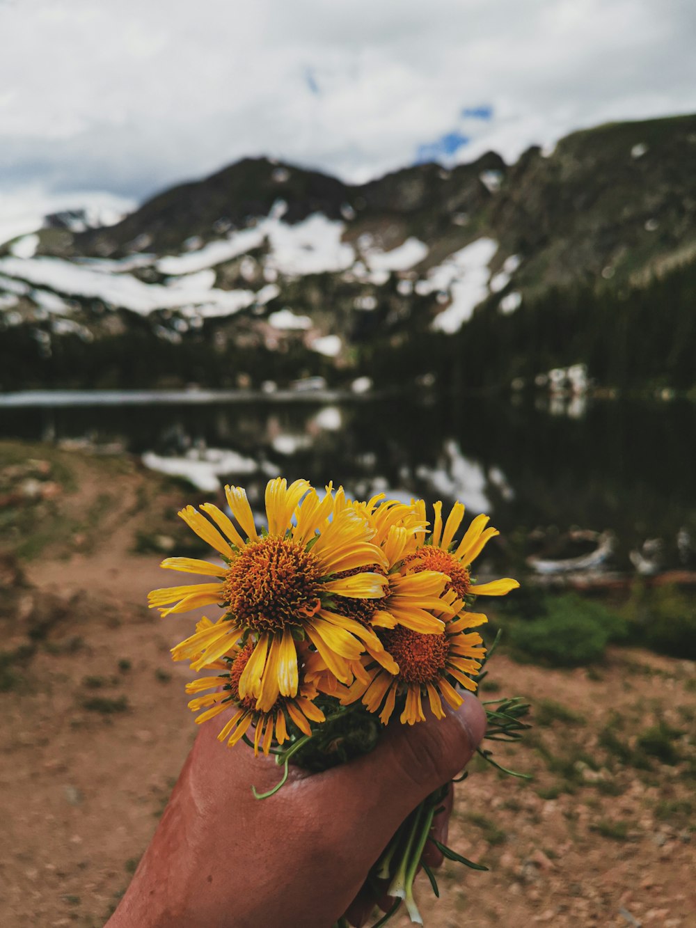 yellow petaled flower