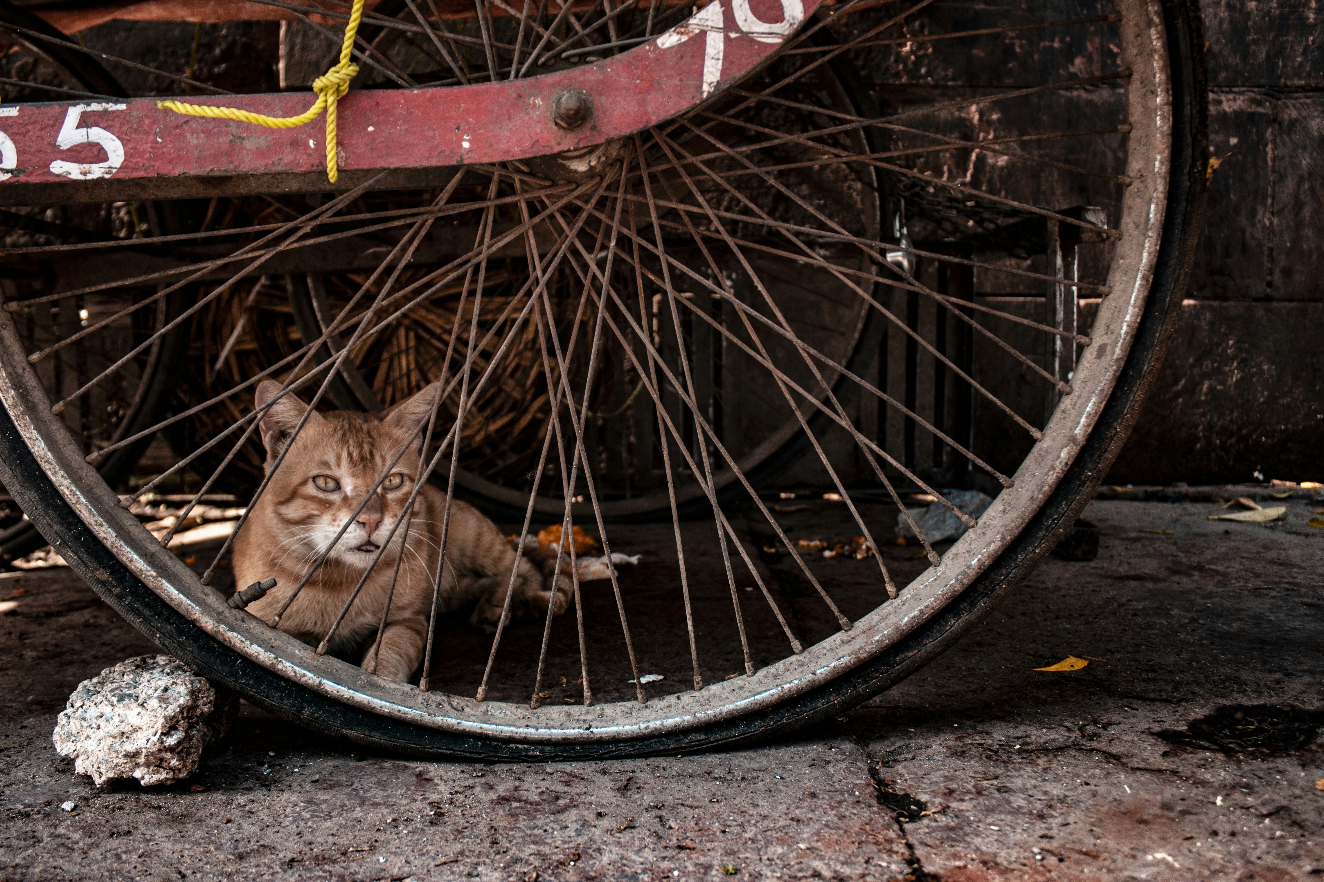 Photo by yogendras31