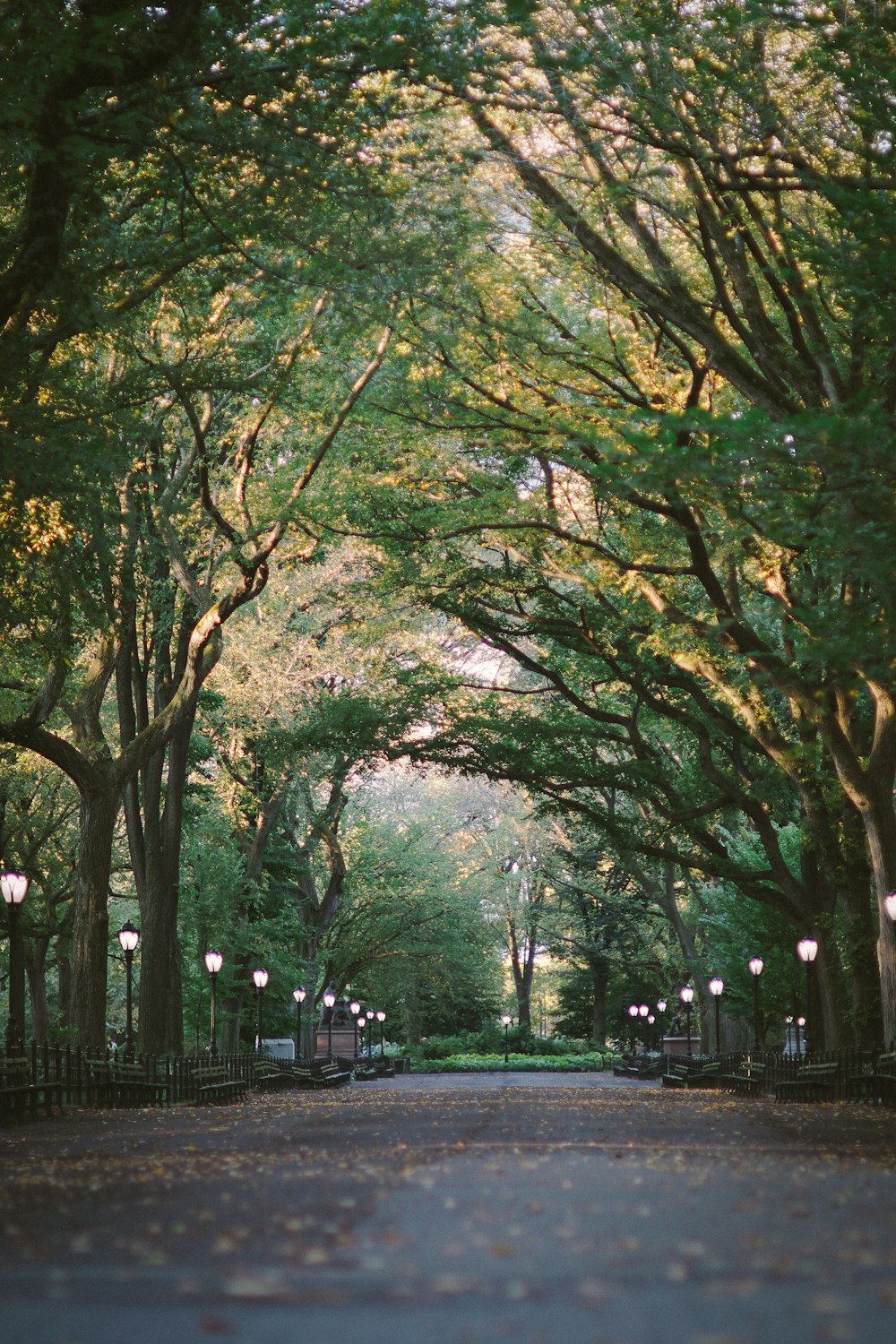 green leafed trees