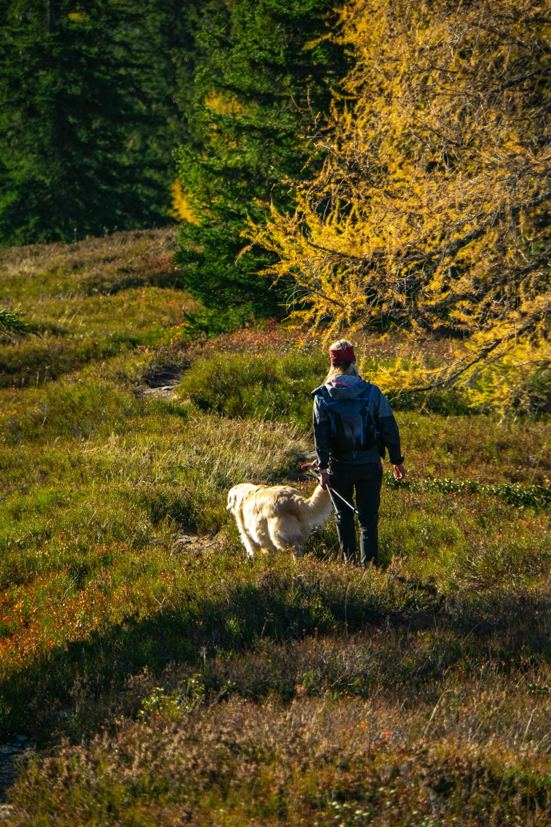 person walking near dog on green field surrounded with tall and green trees during daytime