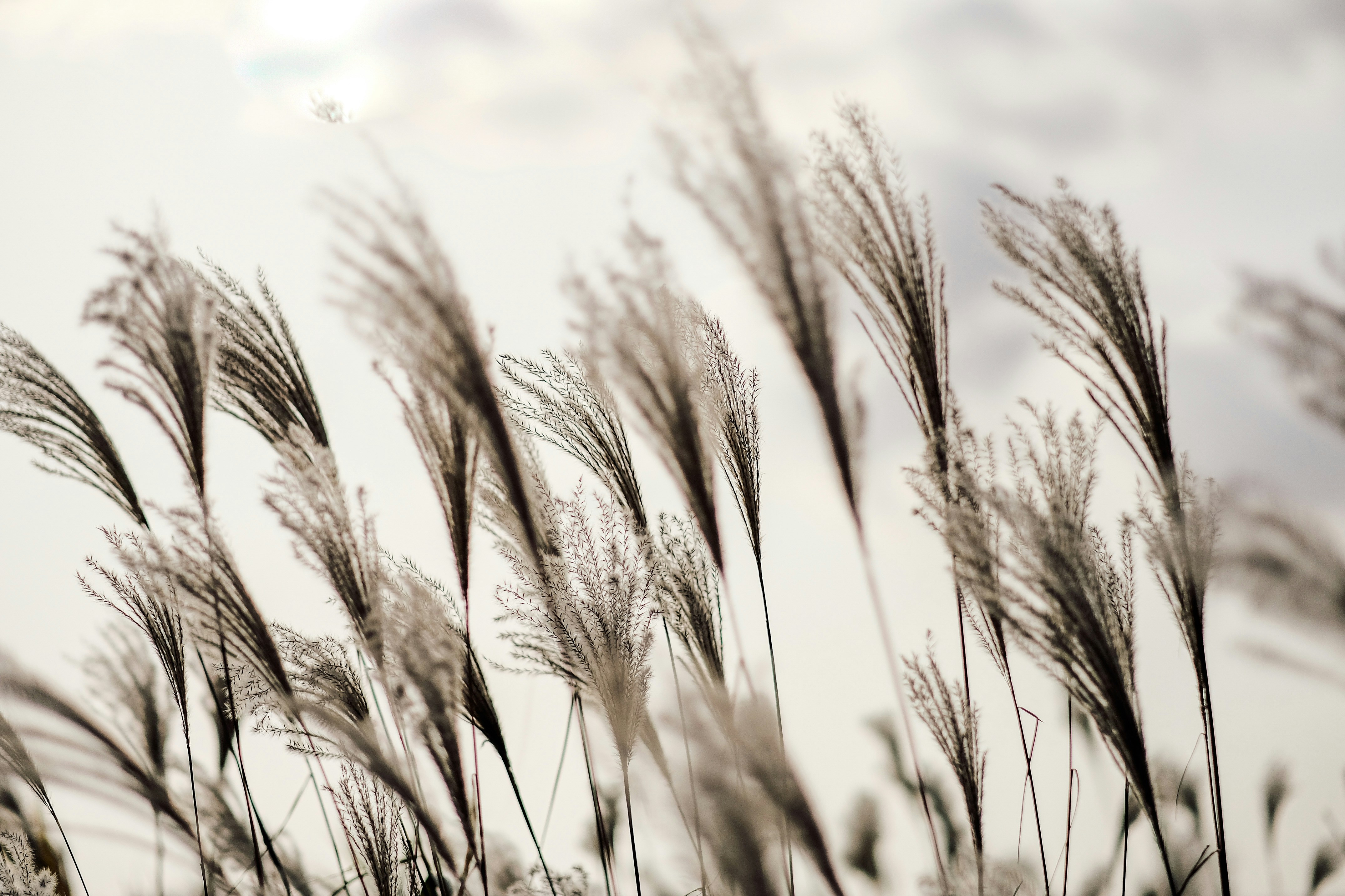 Photo by insungpandora