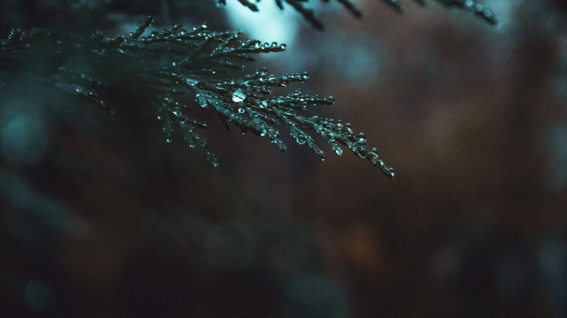 green leaf with water droplets